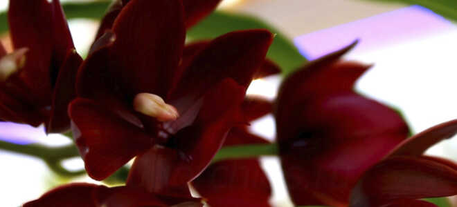 Катасетум — уход за необычной орхидеей в домашних условиях