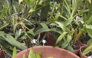 Орхидея Мексипедиум — описание, уход