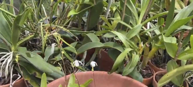 Орхидея Мексипедиум — описание, уход