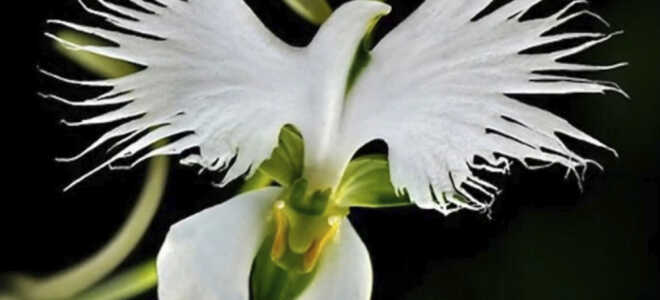 Орхидея Хабенария радиата — необыкновенная Белая цапля