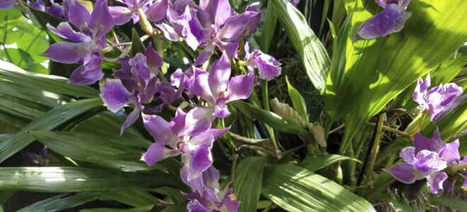 Орхидеи Зигопеталум: названия цветов с фото