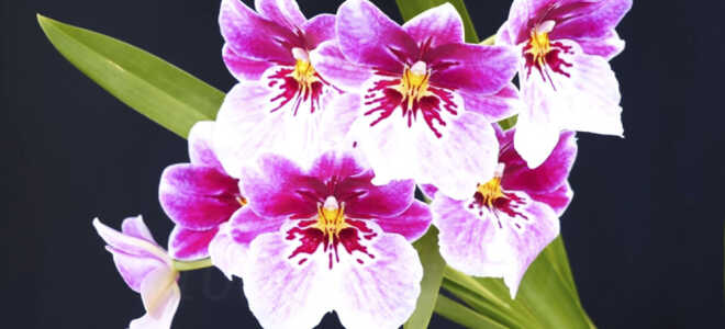 Орхидеи Мильтония, Мильтониопсис — уход в домашних условиях
