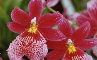 Орхидея Буррагеара — Burrageara