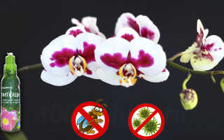 «Фитощит» от насекомых-вредителей на орхидеях