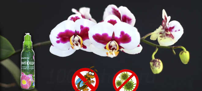 «Фитощит» от насекомых-вредителей на орхидеях