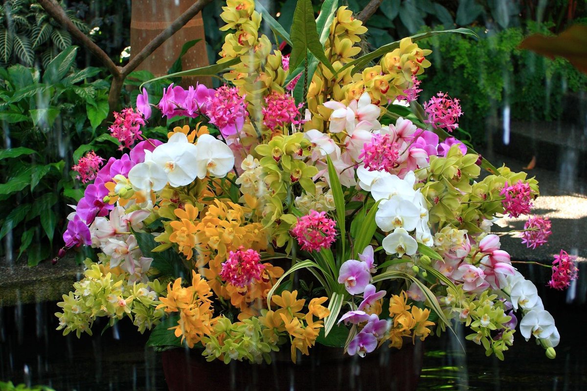 Орхидея в доме - приметы и суеверия, наблюдения и значение цветка | Всё об  Орхидеях