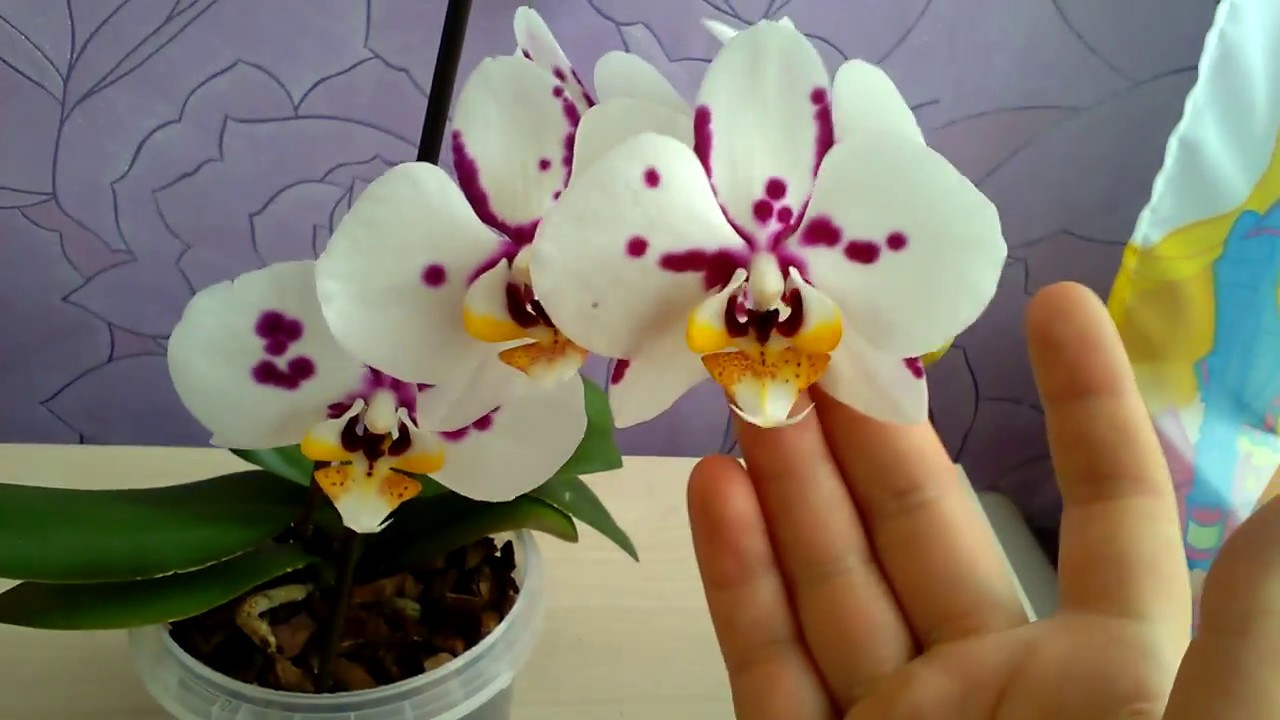 Орхидея в доме - приметы и суеверия, наблюдения и значение цветка | Всё об  Орхидеях