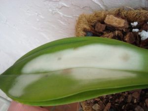 Ожог на листе орхидеи