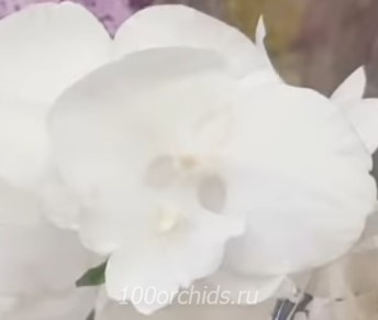 Орхидея фаленопсис Princess Snow White big Lip