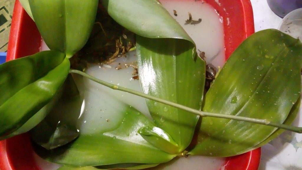 Орхидея замочена в средстве от болезней и вредителей