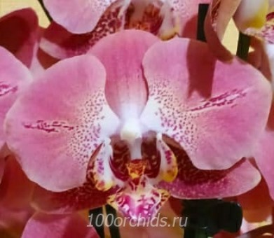 Орхидея фаленопсис Leco fantastic