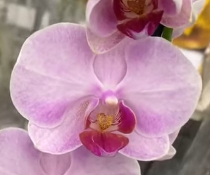 Орхидея фаленопсис розово-мраморная