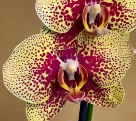 Орхидея фаленопсис Charmer