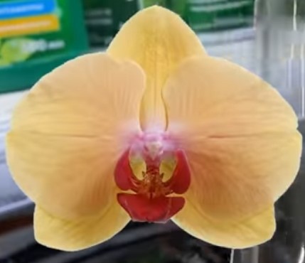 Орхидея фаленопсис Caribbien Dream