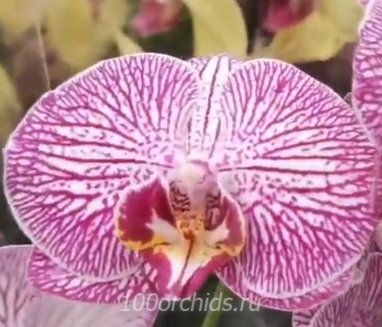 Орхидея фаленопсис Cosmopolitan