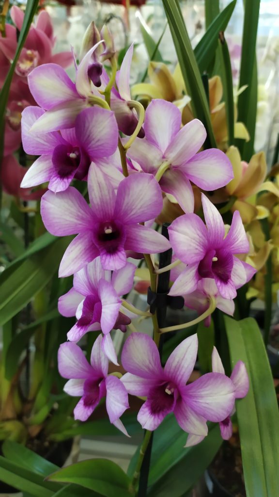 Орхидея сиренево-белая