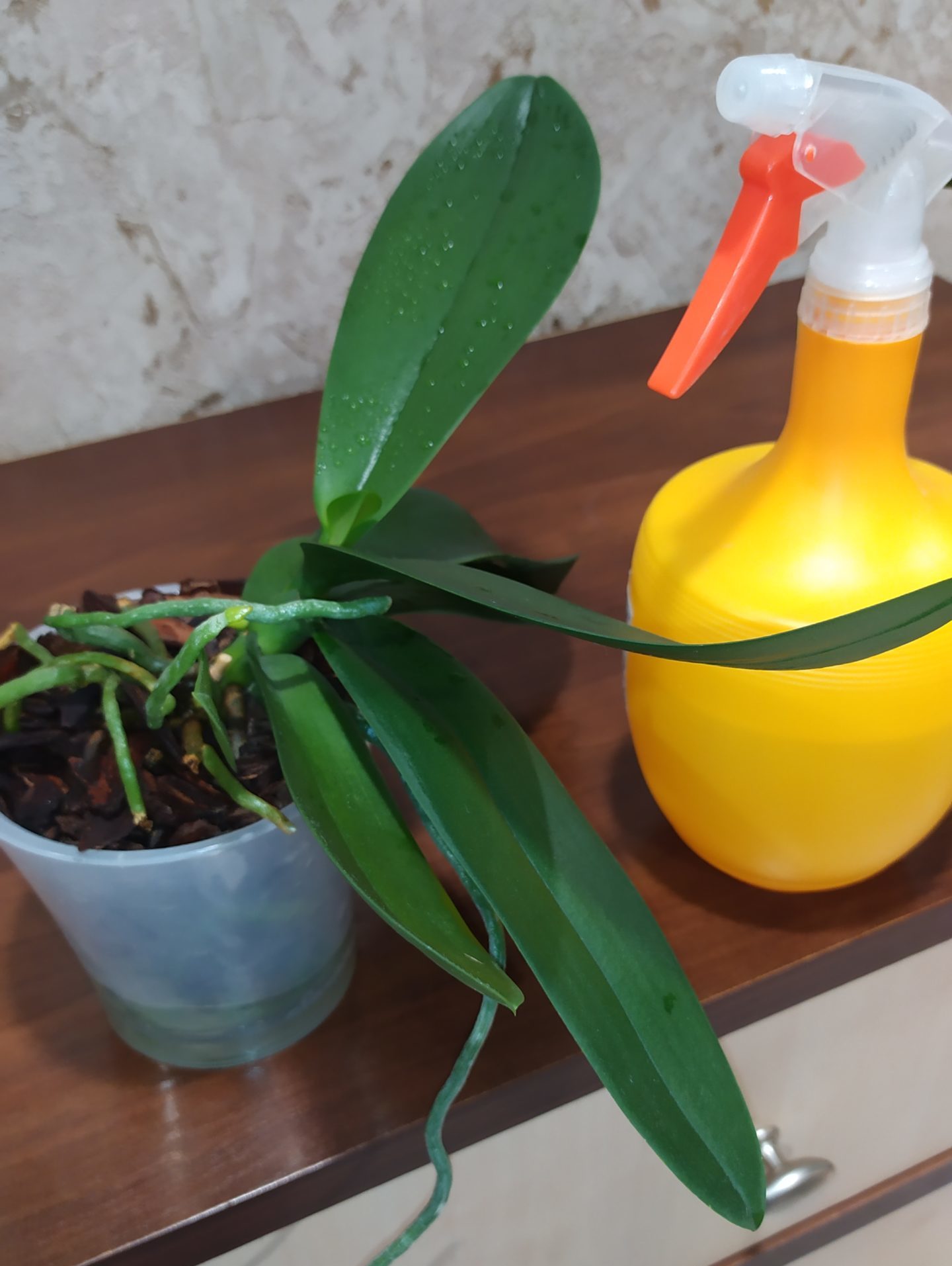 Способствует ли банановая кожура росту орхидей?