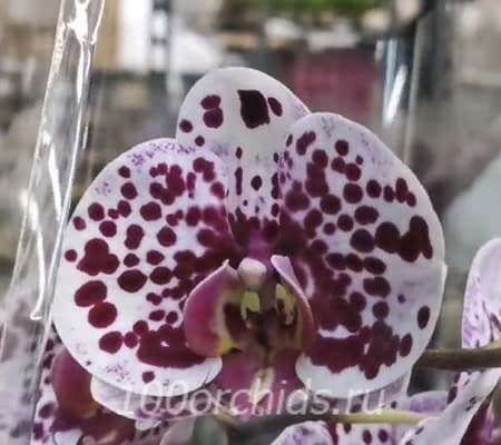 Ilona орхидея фаленопсис