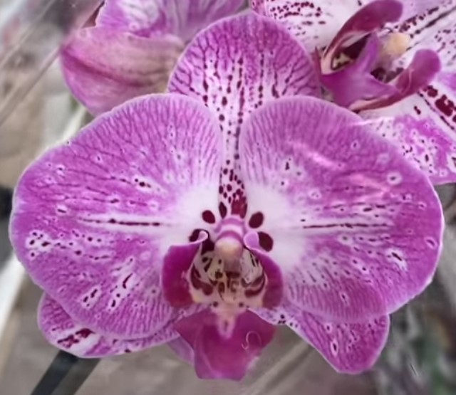 Орхидея фаленопсис Melody