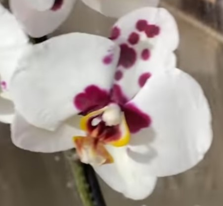 Орхидея фаленопсис Mljet