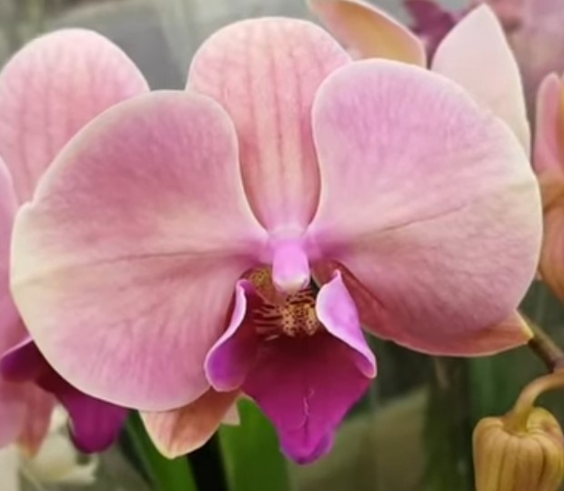 Орхидея фаленопсис Золотое Яблоко