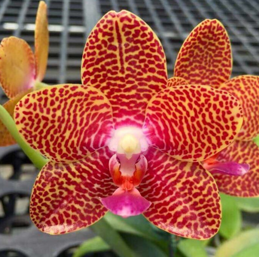 Орхидея фаленопсис Joy Auckland Beauty