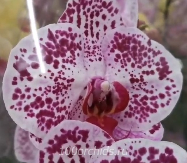 Орхидея фаленопсис Pearlion