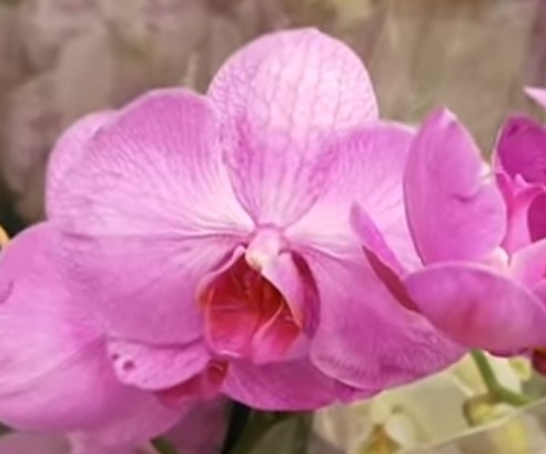 Орхидея фаленопсис Pink Twilight