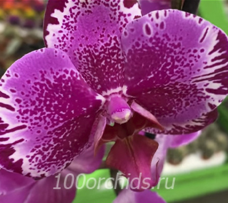 Орхидея фаленопсис Поттер