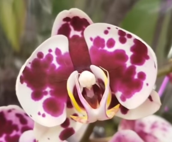 Орхидея фаленопсис Purple Rain