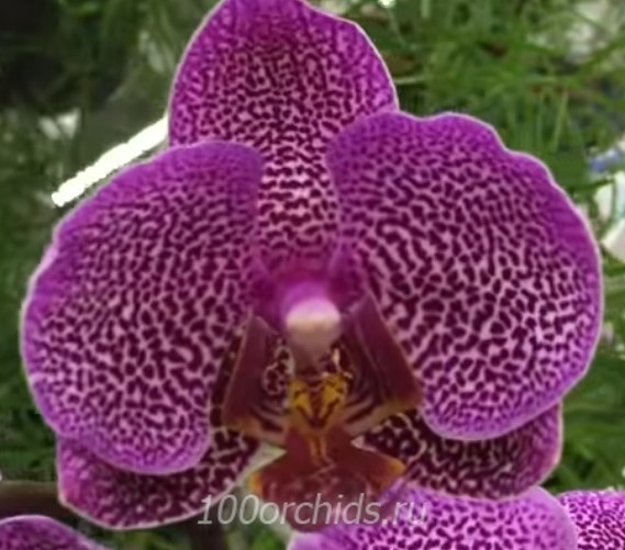 Орхидея фаленопсис Variation