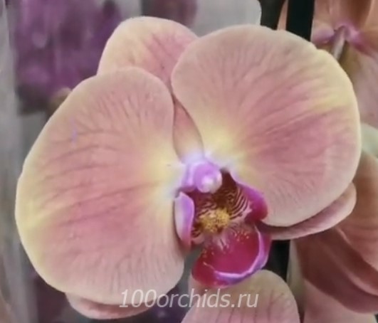 Орхидея фаленопсис Volcano