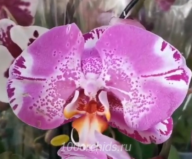 Орхидея фаленопсис Purple Queen