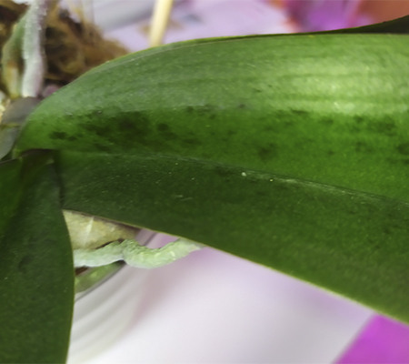 Pyatna na listyah orhidei
