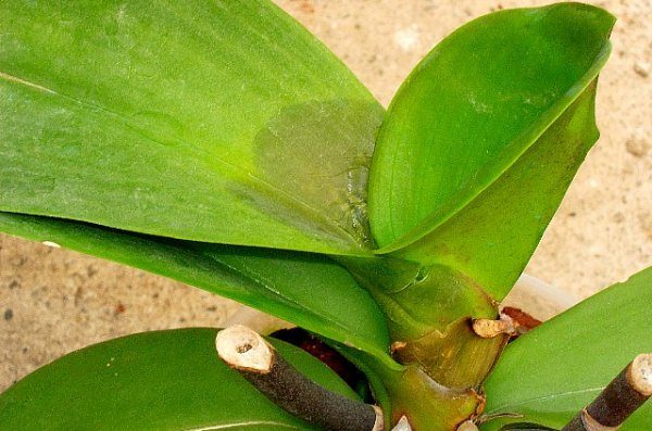 Инфекционные заболевания орхидей