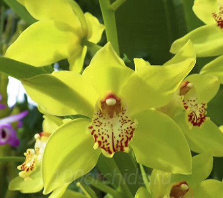 орхидея Цимбидиум желтый