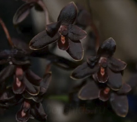 Орхидея цимбидиум черная