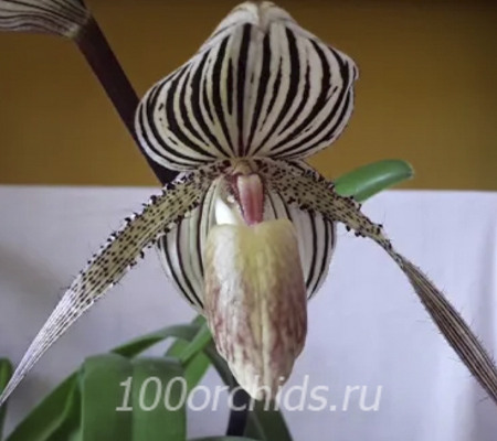 Paph. St.Swithin