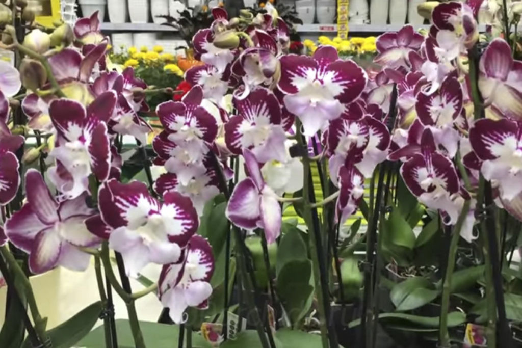 Покупка орхидей в магазине