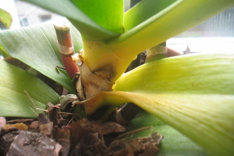 желтеет лист от основания у орхидеи
