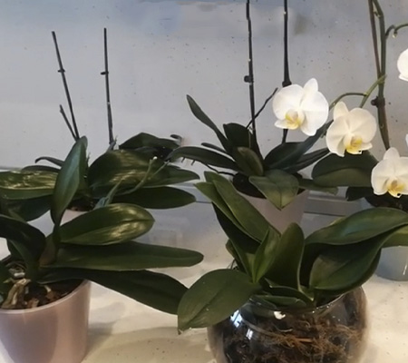 Групповая посадка орхидей6