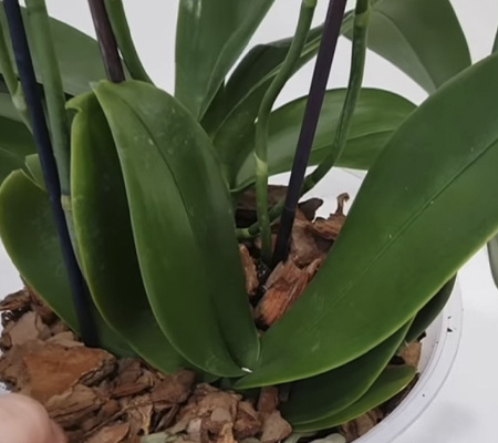 Групповые посадки орхидей7