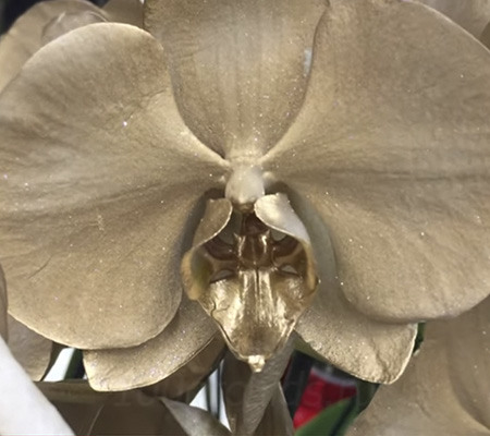 Крашеная орхидея1