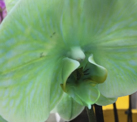крашеная орхидея