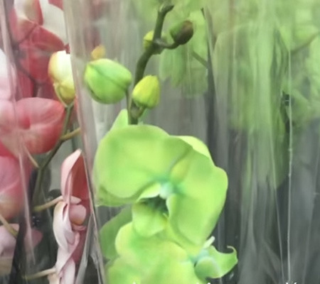крашеные орхидеи4