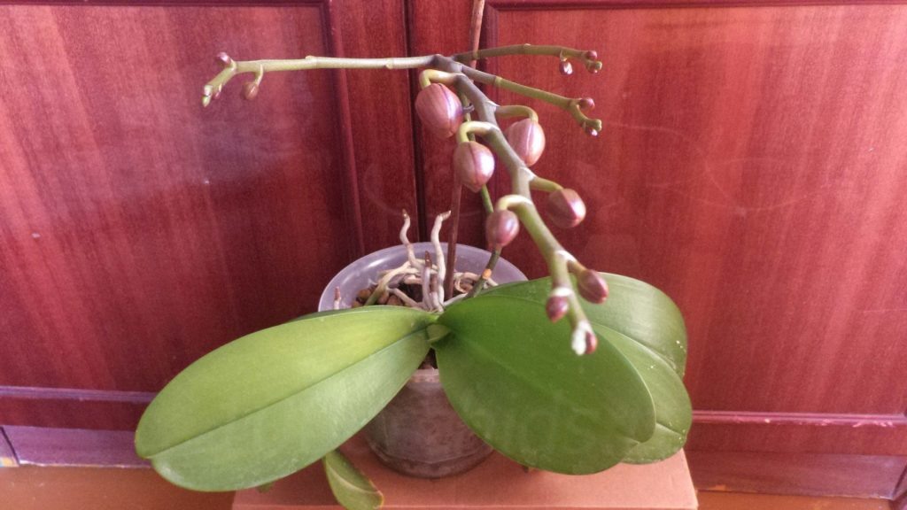Цветонос у орхидеи фаленопсис12