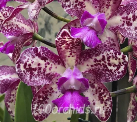 Каттлея орхидея