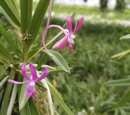 Неофинетия орхидея2