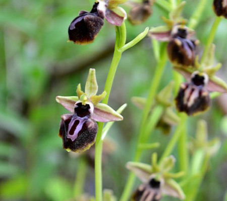 Офрис крымская1 орхидея