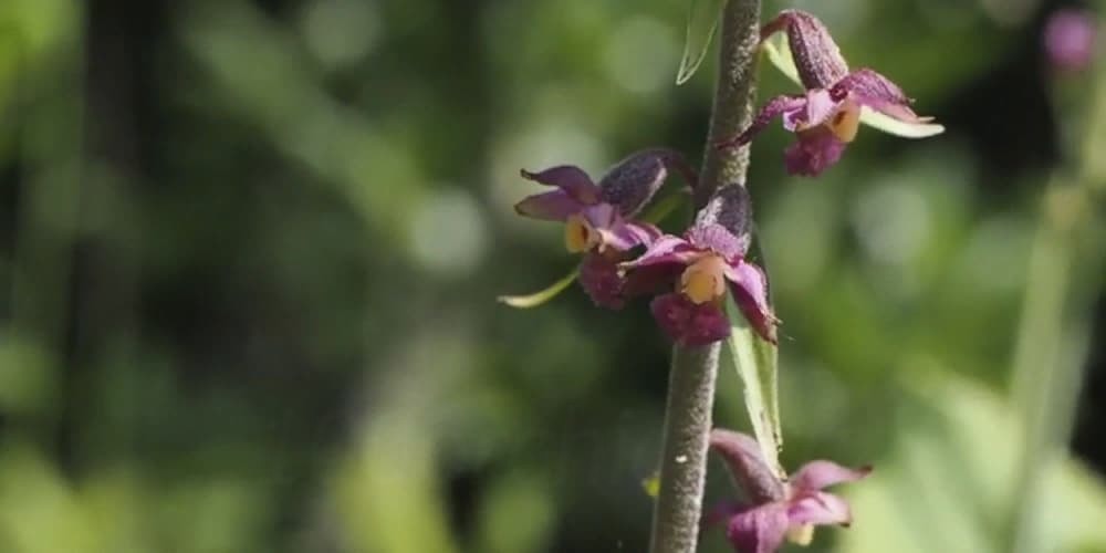 Дремлик7 орхидея